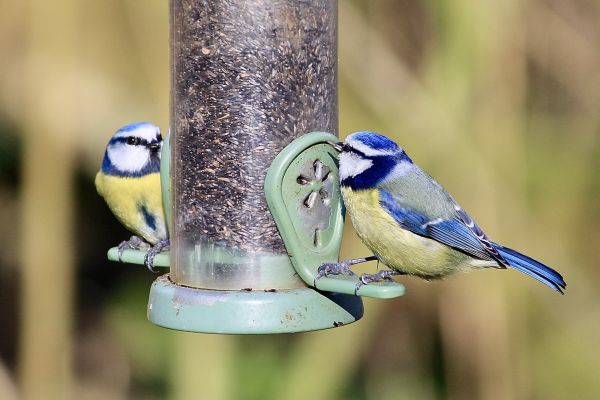 Bird Feeder Mounting Service in Ooltewah